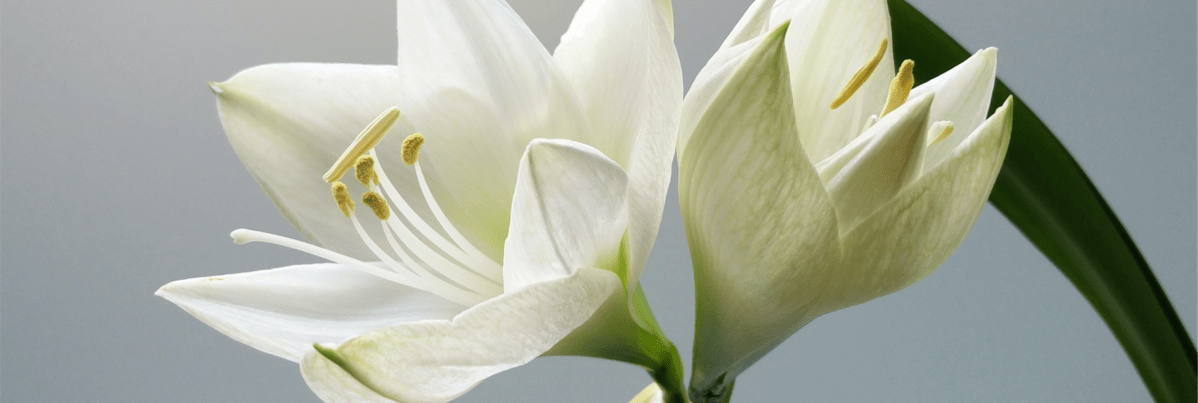 The Colour of the&nbsp;Wind