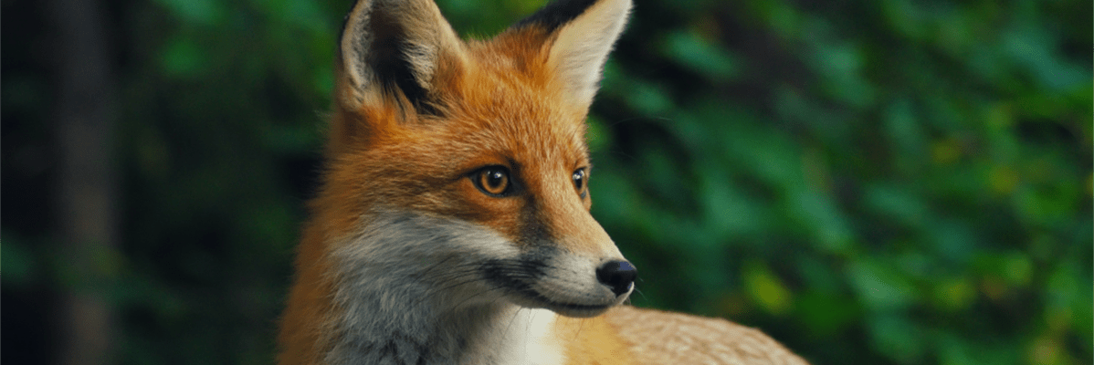 The Vixen