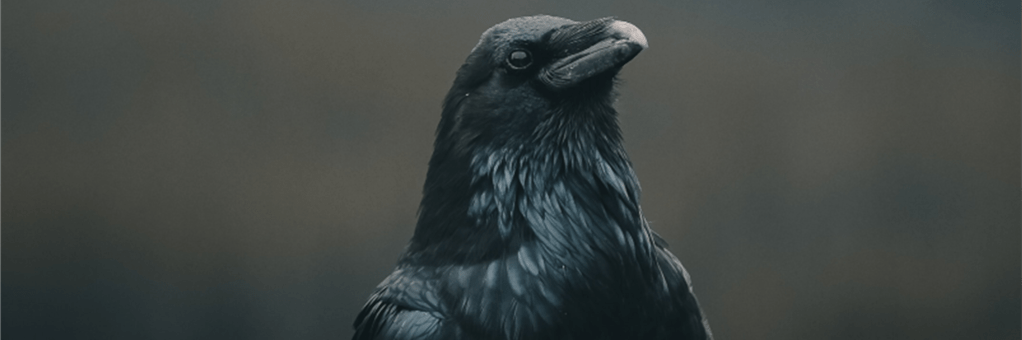 ‘To Love A Crow’ and ‘Wild on American&nbsp;Soil’