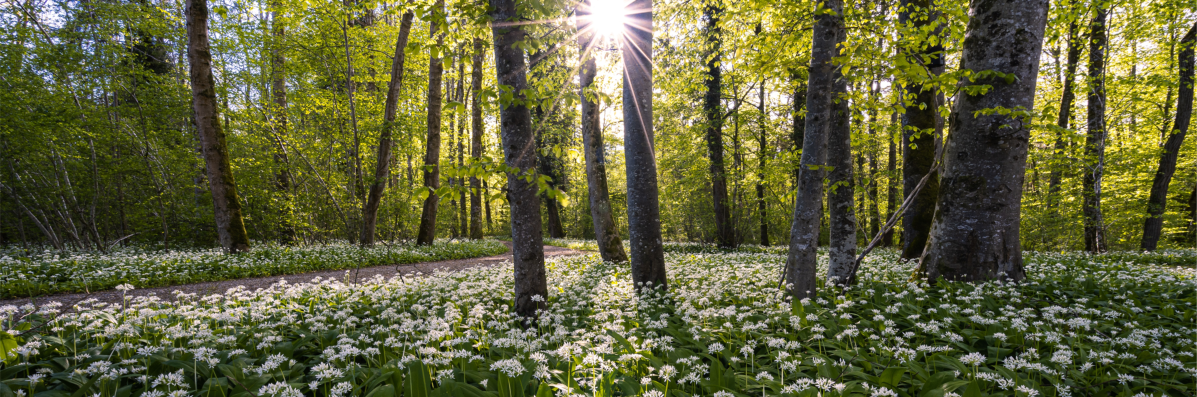 ‘Wild Garlic’ and ‘Wild&nbsp;Heart’