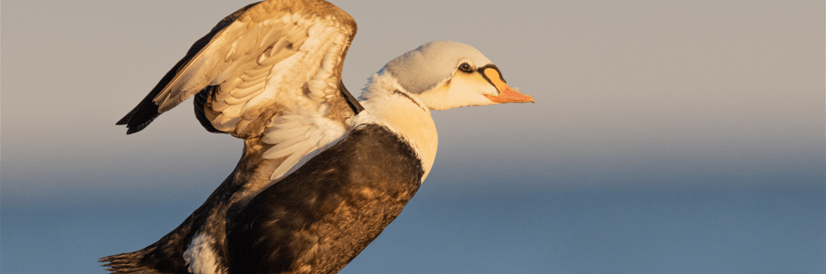 ‘Where Eider Call’ and ‘Night&nbsp;Walk’
