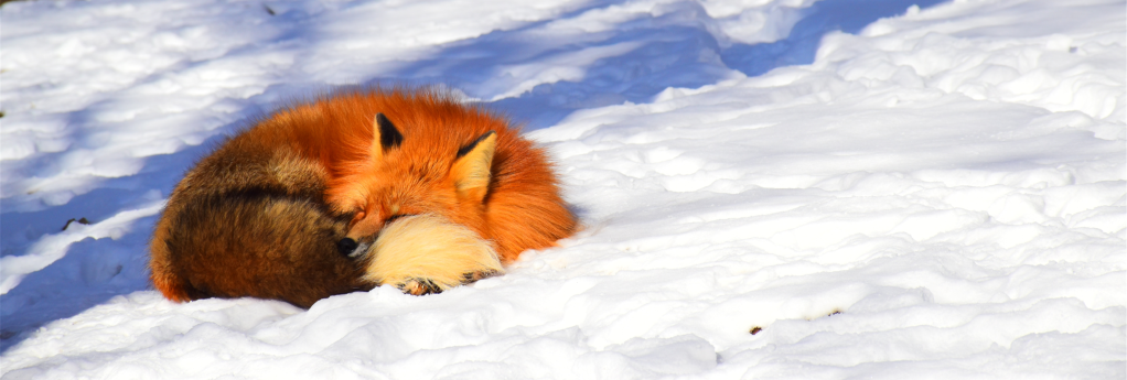 All Winter Long the Slumbering Fox