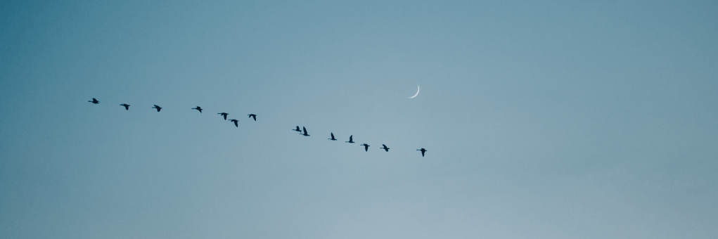 ‘On birds and the moon’ and ‘When I was young and&nbsp;wild’