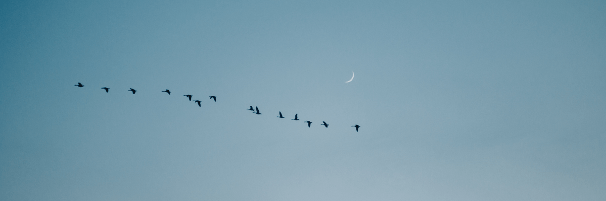 ‘On birds and the moon’ and ‘When I was young and&nbsp;wild’