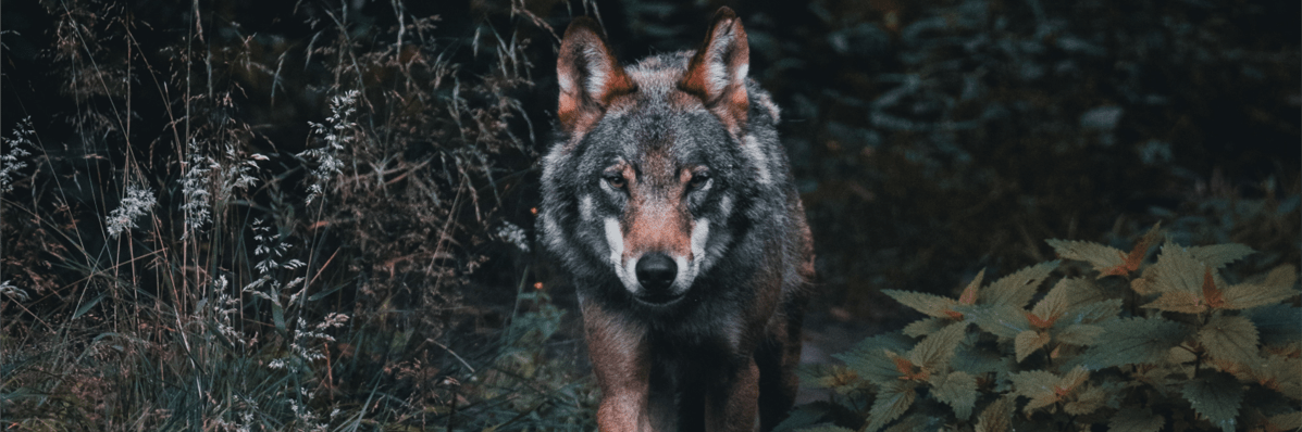 ‘Friend and Wild’ and ‘True&nbsp;North’