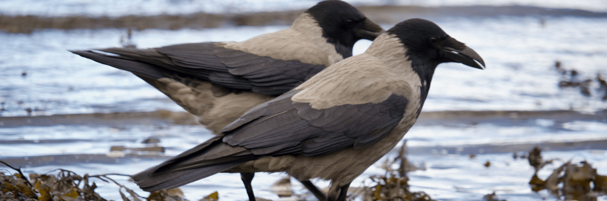 Flow/Fowl