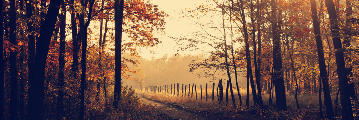 Weird Autumn