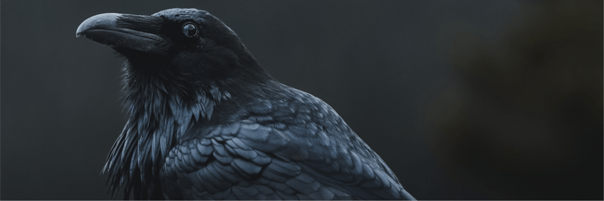 raven