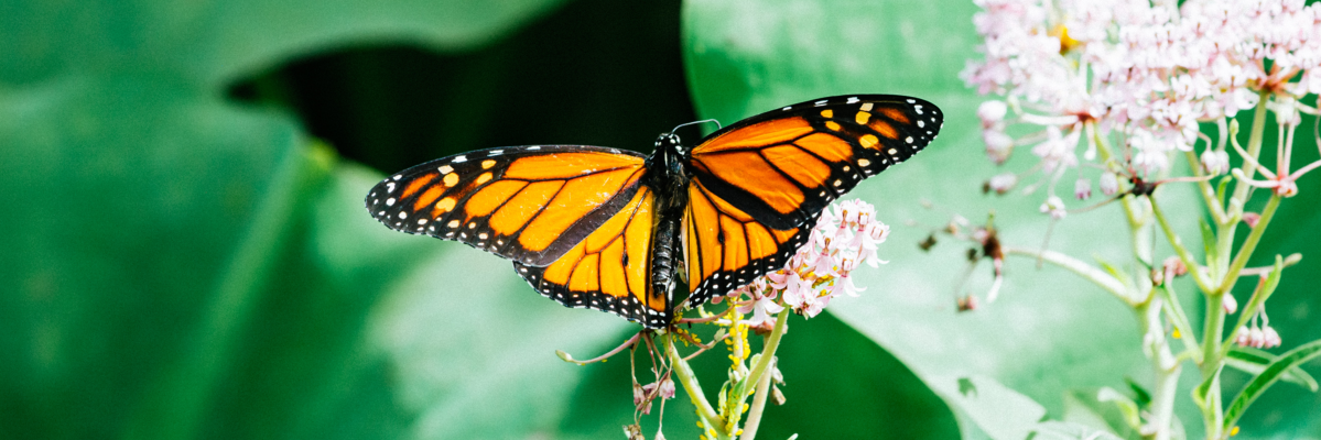 ‘trying too hard to catch a monarch’ and ‘wild&nbsp;child’