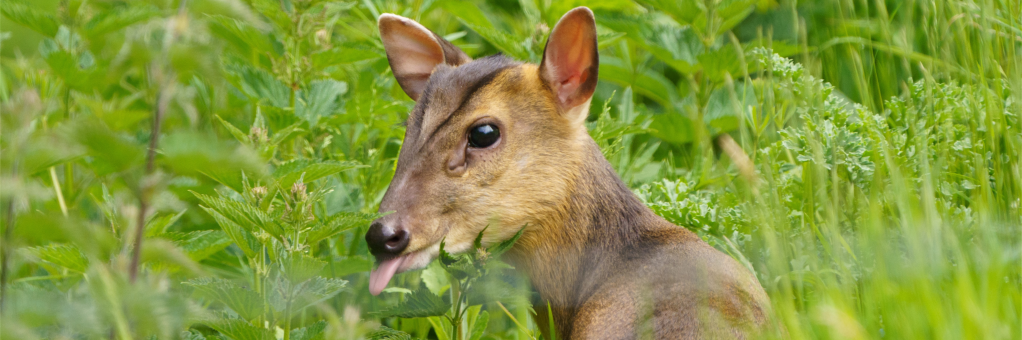 ‘Muntjac’ and ‘The New&nbsp;Estates’