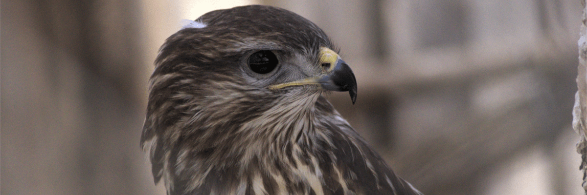 Buzzard