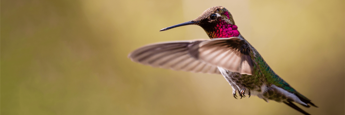 Humming