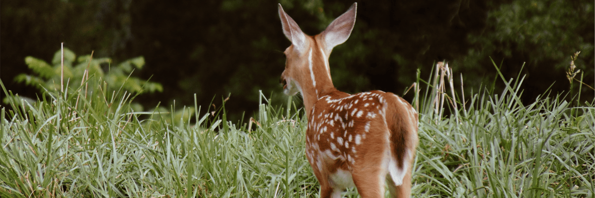 A Distant Fawn