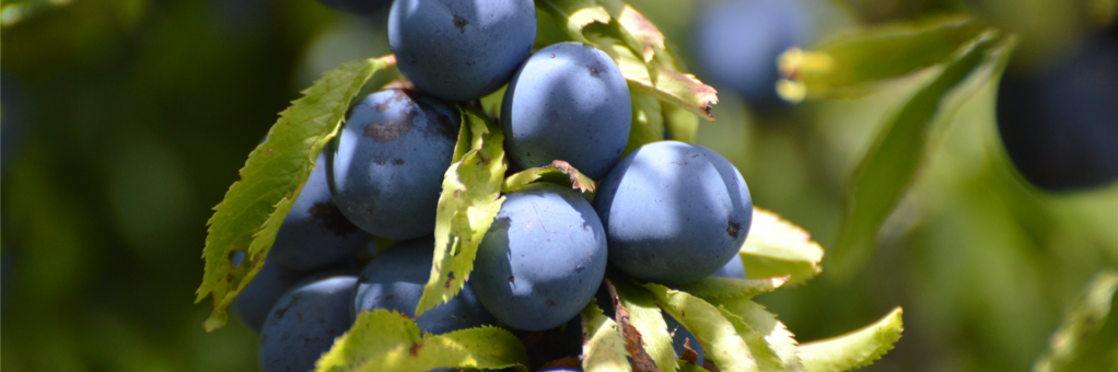 The best sloes come from high blackthorn bones