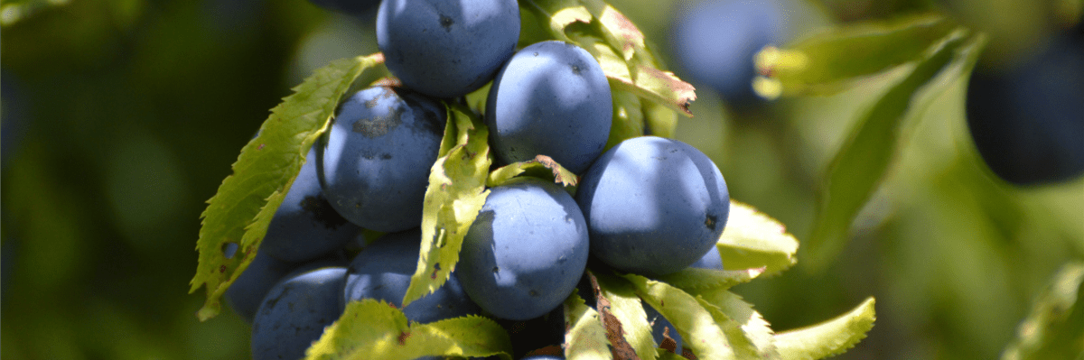 The best sloes come from high blackthorn&nbsp;bones
