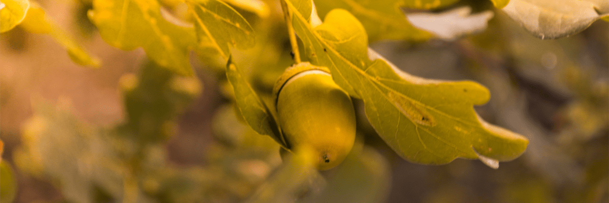 Holm Oak