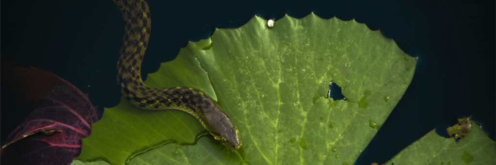 ‘Snake’ and ‘The Hedge’