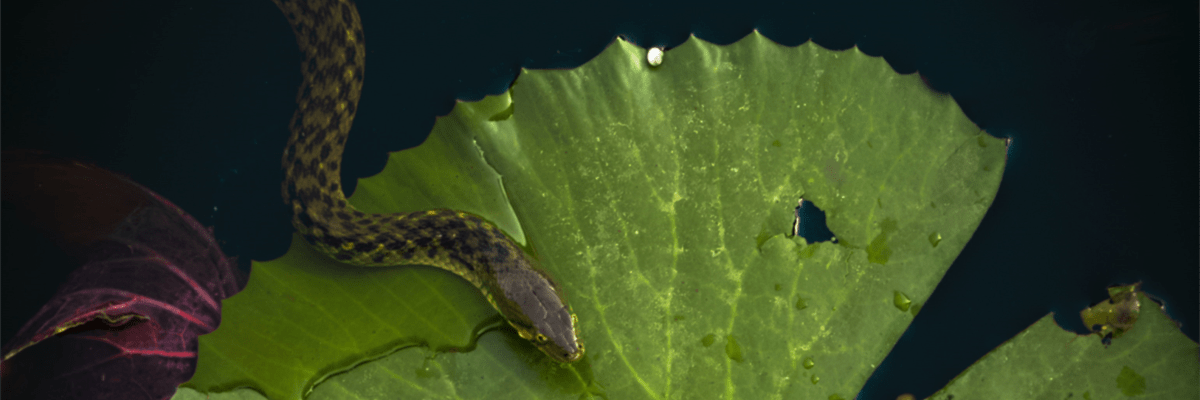‘Snake’ and ‘The&nbsp;Hedge’