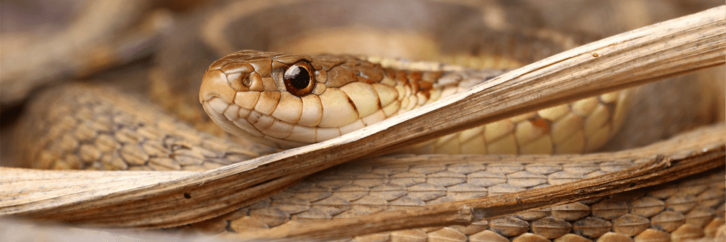 ‘Milk Me the Glands of the Mulga King’ and ‘Cottonmouth Pastoral’