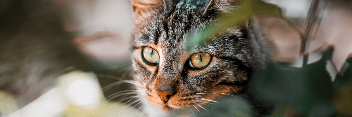 Tabby’s Morning Gift