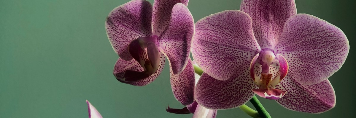 ‘Nine Months Postpartum’ and ‘Love is&nbsp;All’