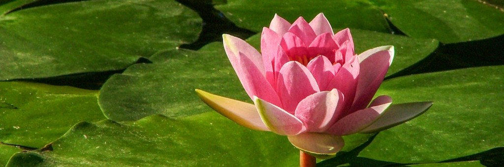 ‘A Yearly Reminder at a Forgotten Pond’ and ‘Girlhood: a Collection of&nbsp;Tankas’