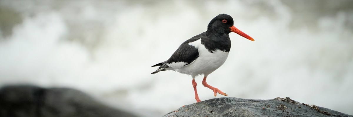 I Look for&nbsp;Feathers