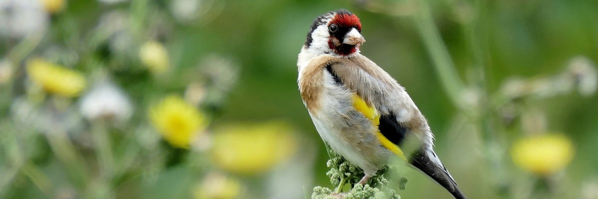 Goldfinch Nest