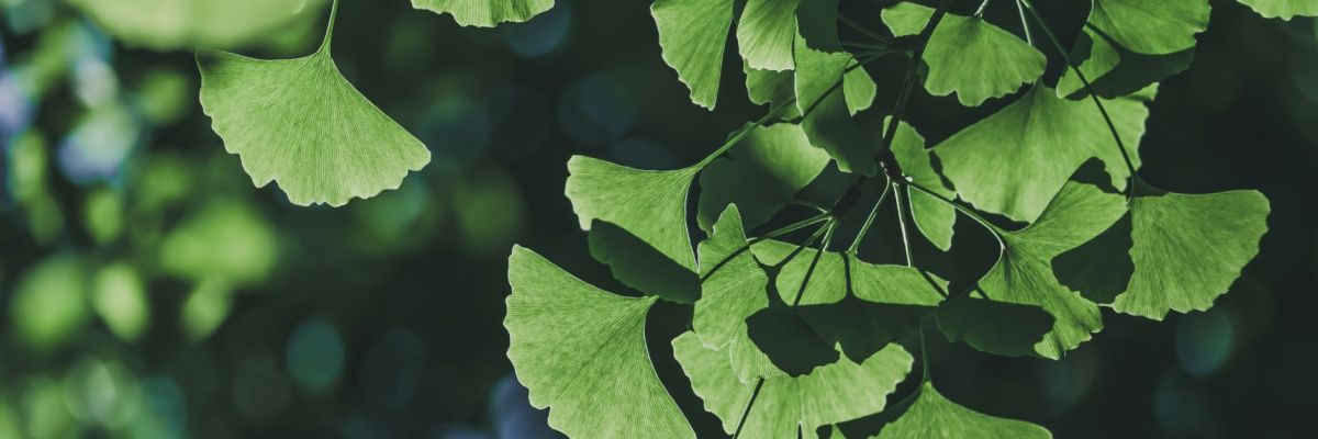 Ginkgo Biloba