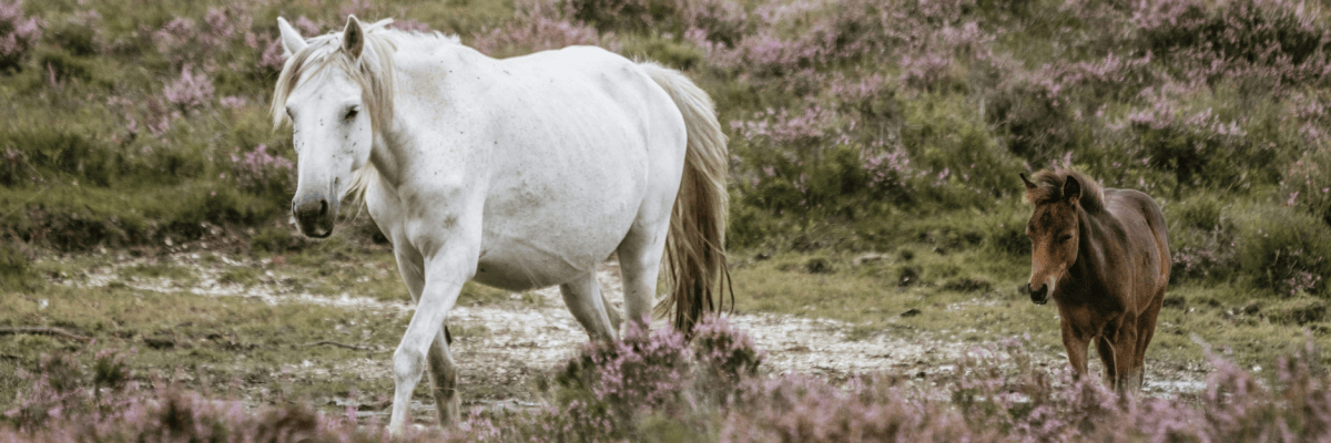 ‘On Encountering Wild Ponies on Exmoor’ and ‘Fear of&nbsp;Flying’